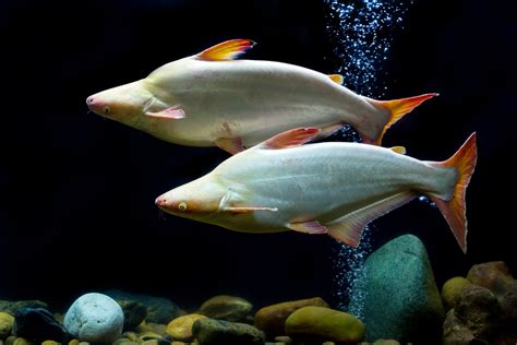 large freshwater aquarium fish.